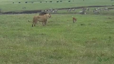 Fearless Dog Confronts Two Lions And Scares Them Off