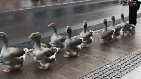 Look at these geese. They march...