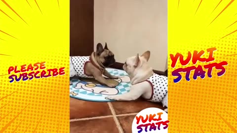 💗Cute Pets And Funny Animals Compilation 2024💗 - Try Not to Laugh - #Cute and Funny Animals Videos
