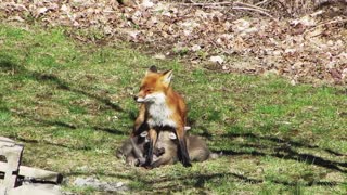 Fox and Family enjoy a sunny Good Friday morning