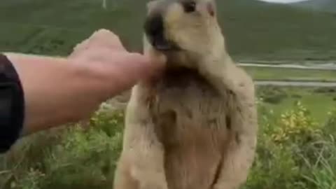 Marmot Compilation || Cute