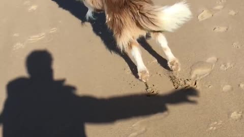 Border Collie Chases Shadow on Beach