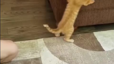 Cat Funny Status Video #Funny