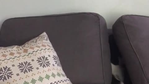 Black and white dog crawls out of grey couch