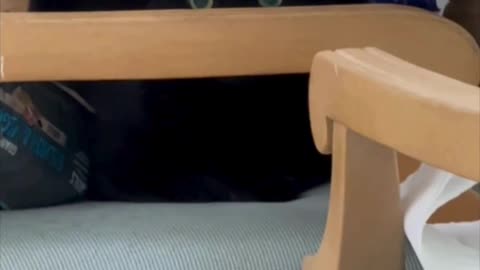Adopting a Cat from a Shelter Vlog - Cute Precious Piper Has a Great Hiding Spot #shorts