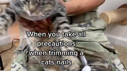 When you take all precautions when trimming a cats nails