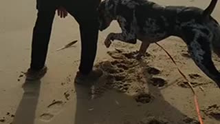 Oreo finds a feather at the beach