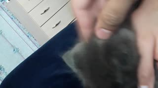 Little cat play
