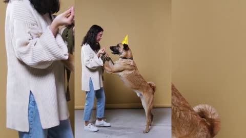 Funniest And Cutest Dog Training New Tricks!
