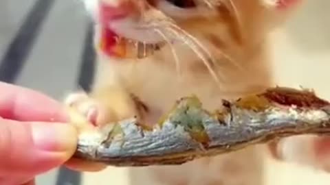 Cute cat eating dry fish