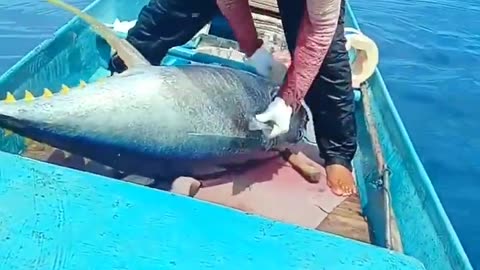 record for fishing for large tuna