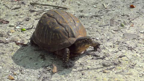 turtle on the beach