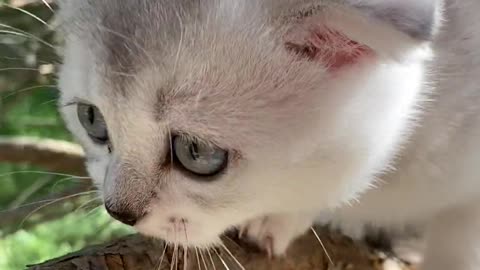 Cats baby funny videos