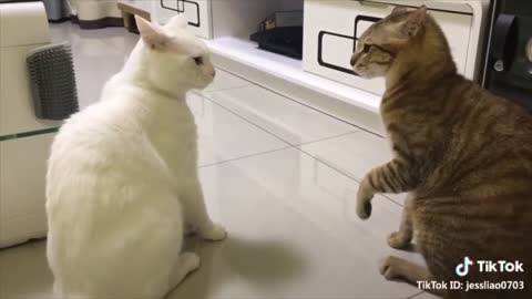 cat's proposal is denied | funny completion part 4 |