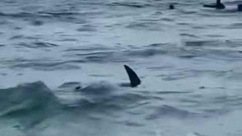 Shark In Shallow Waters Of Florida