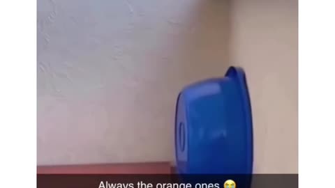 These orange cats are insane 😂😂