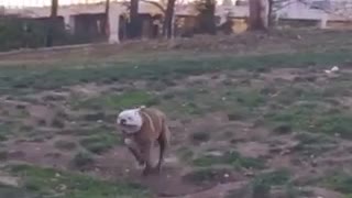 Slowmo white/brown bulldog runs across grass and trips