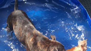 Cute staffy sisters having some pool time
