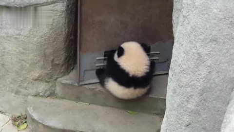 Playful Baby Panda