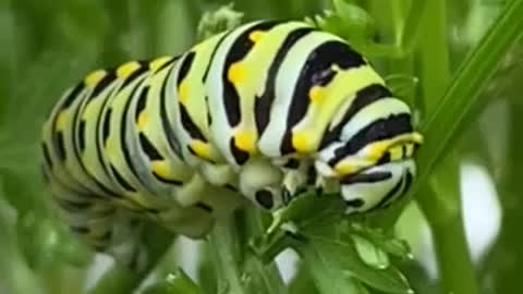 Hungry hungry Caterpillar