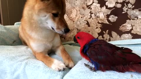 Shiba inu and Parrot kisses