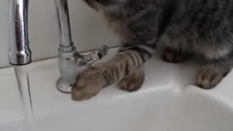 kitten playing with water - gatinho brincando com água