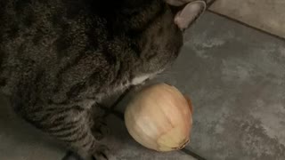 Karl & Gary vs Onion