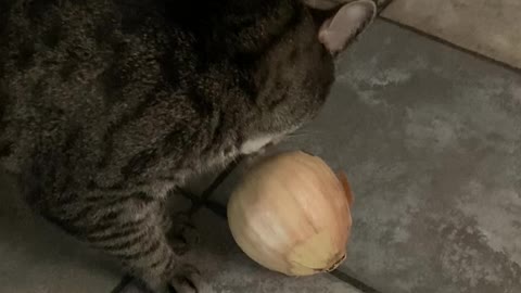 Karl & Gary vs Onion