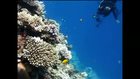 Diving in Sharm El-Sheikh