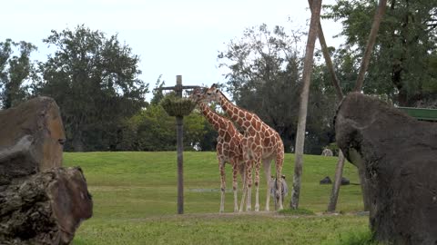 Two Giraffes Eat Together at Zoo, Zebras, Slow Motion