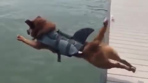 ### Variety videos - dog dives into water, slips and falls in water dog video ##