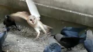 A poor baby Owl being attacked by a flock of crows. P.S: I helped the owl by scaring away the crows.
