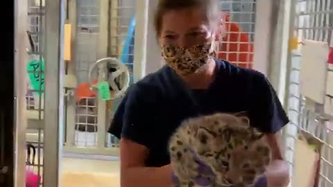 Baby leopard being weighed