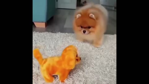 Mini Pomeranian ||Funny and Cute Pomeranian Videos | Funny Puppy Videos