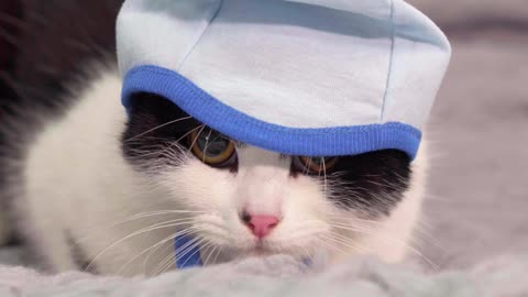 Cute cat playing on bed