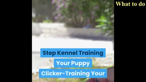 How to train your dog - dogs training