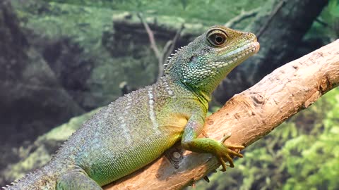 water dragon lizard animal