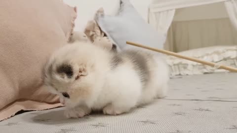 This Fuzzy Kitten Will Make Your Day In