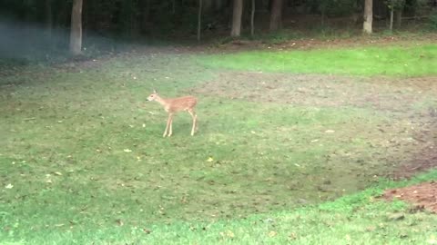 Cute! Baby deer and squirrel play