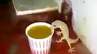 Lizards Drinking Tea, never seen before