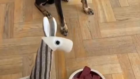 Dog changes his mind about food