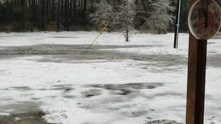 Birds surviving the Texas Winter Storms of 2021