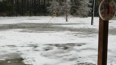 Birds surviving the Texas Winter Storms of 2021