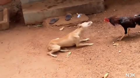 Brave rooster 🐔 vs funny dogs fight