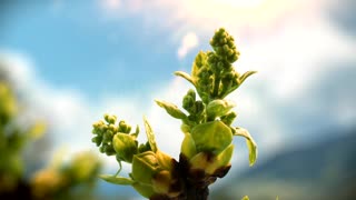 Timelapse Syringa but opening