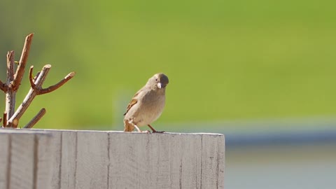 Cute bird sparrow