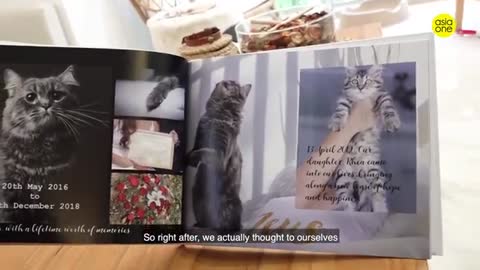 Fluffy & Famous- Rhea the Siberian cat eats to live, lives to play