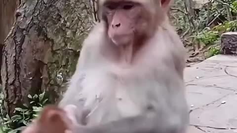 South africa forest Baboon with baby