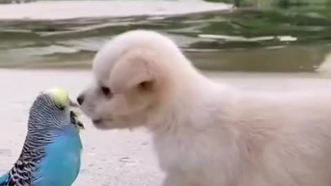 Funny Animal Videos - Awesome Funny Pet Animals | Cute Animals | Super Funny Dog Videos #short video