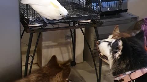 Cockatoo Wants to Be Part of the Dog Pack